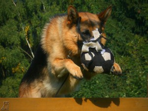 img_1278.jpg